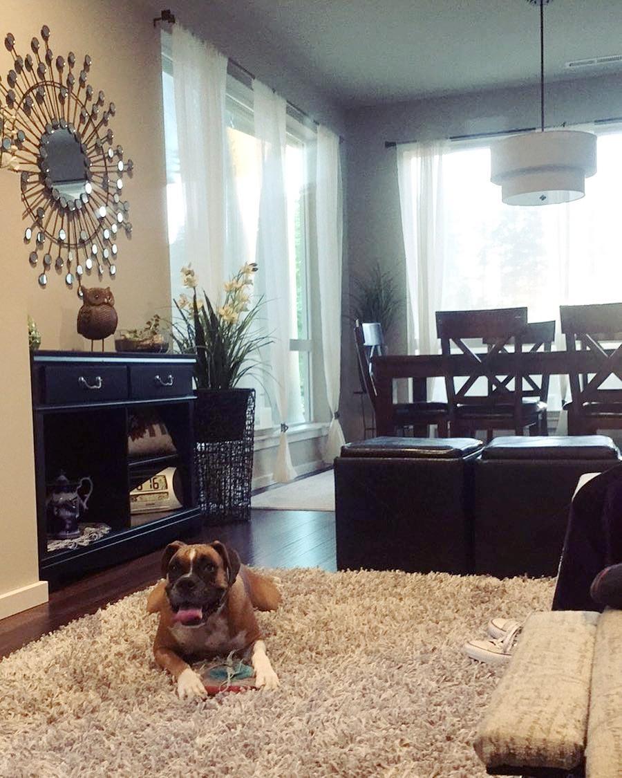 mainvuehomes's tweet image. Is your pooch part of the #MainVue family? Show us! Tag your four-legged pics on IG with #MyMainVue! (PC: IG user tyranelson) #MainVueHomes