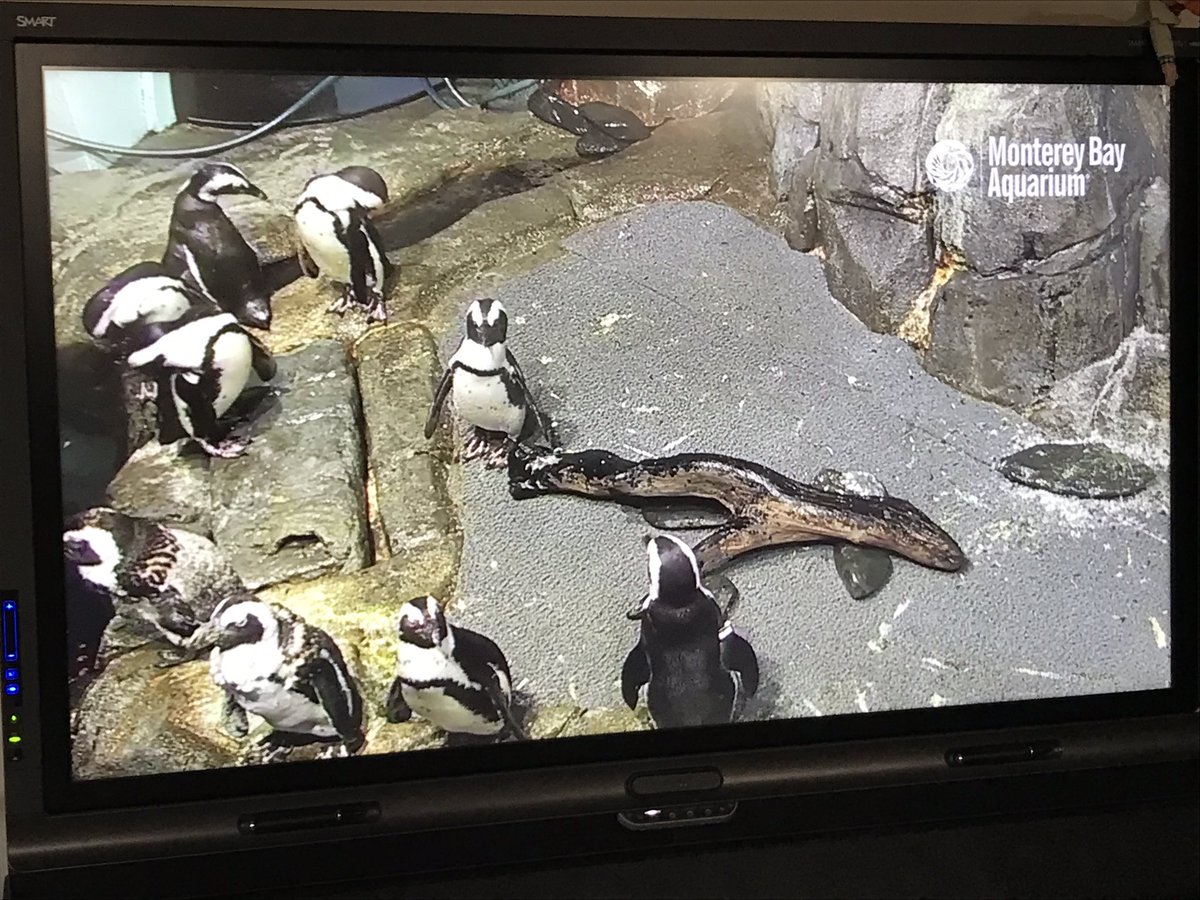 KernStem's tweet photo. Watching a live feed penguin cam to do research and gain inspiration for penguin shelters. #noconductors #globalwarming #savethepenguins https://t.co/jVA4ovOL6o