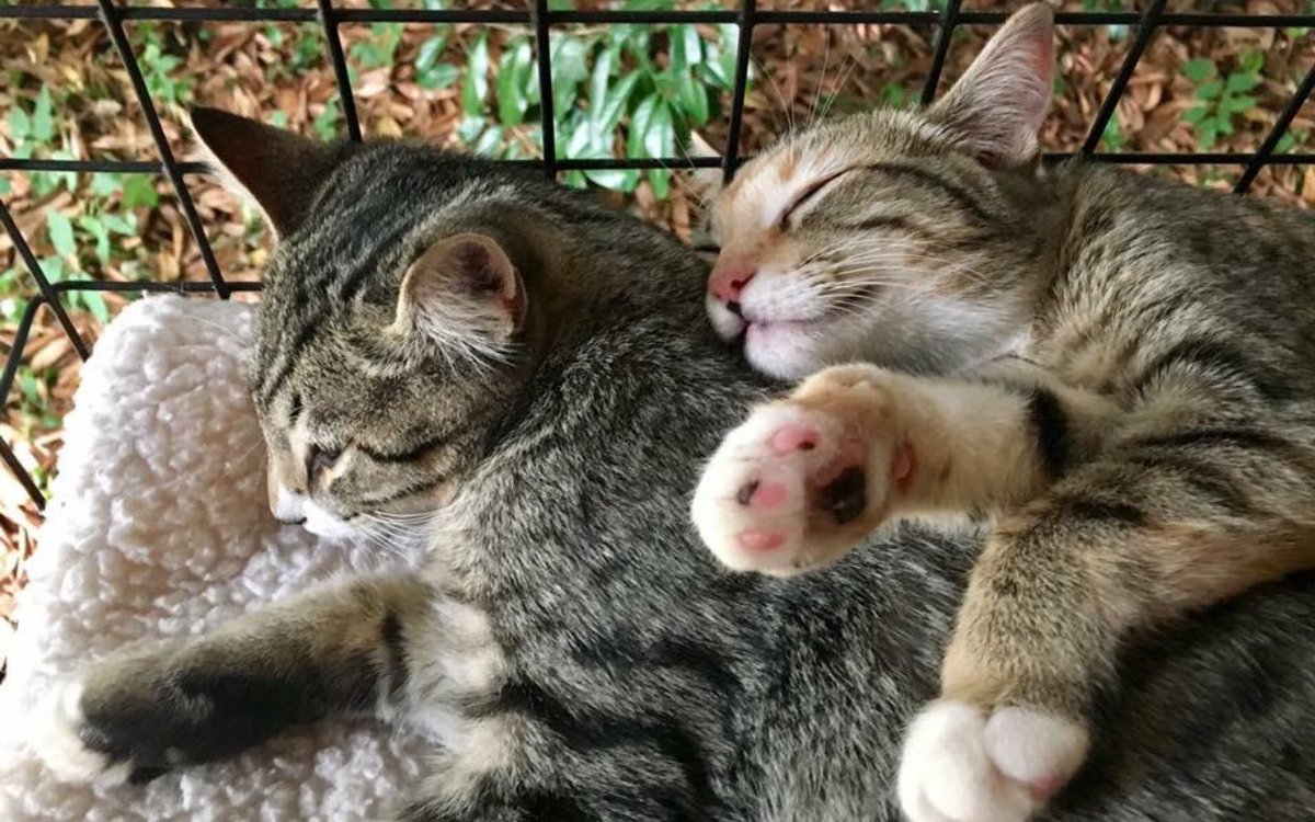 These cuties are up for adoption! They are fire rescues from Quesnel. Go to tinykittens.com for more info!
They are in Fort Langley