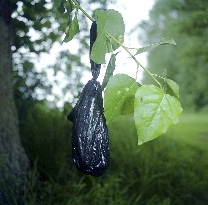 Can anyone please explain why certain dog owners decide to hang their poo bags on a tree?

Answers on a postcard to P.O. Box 'Why?'
