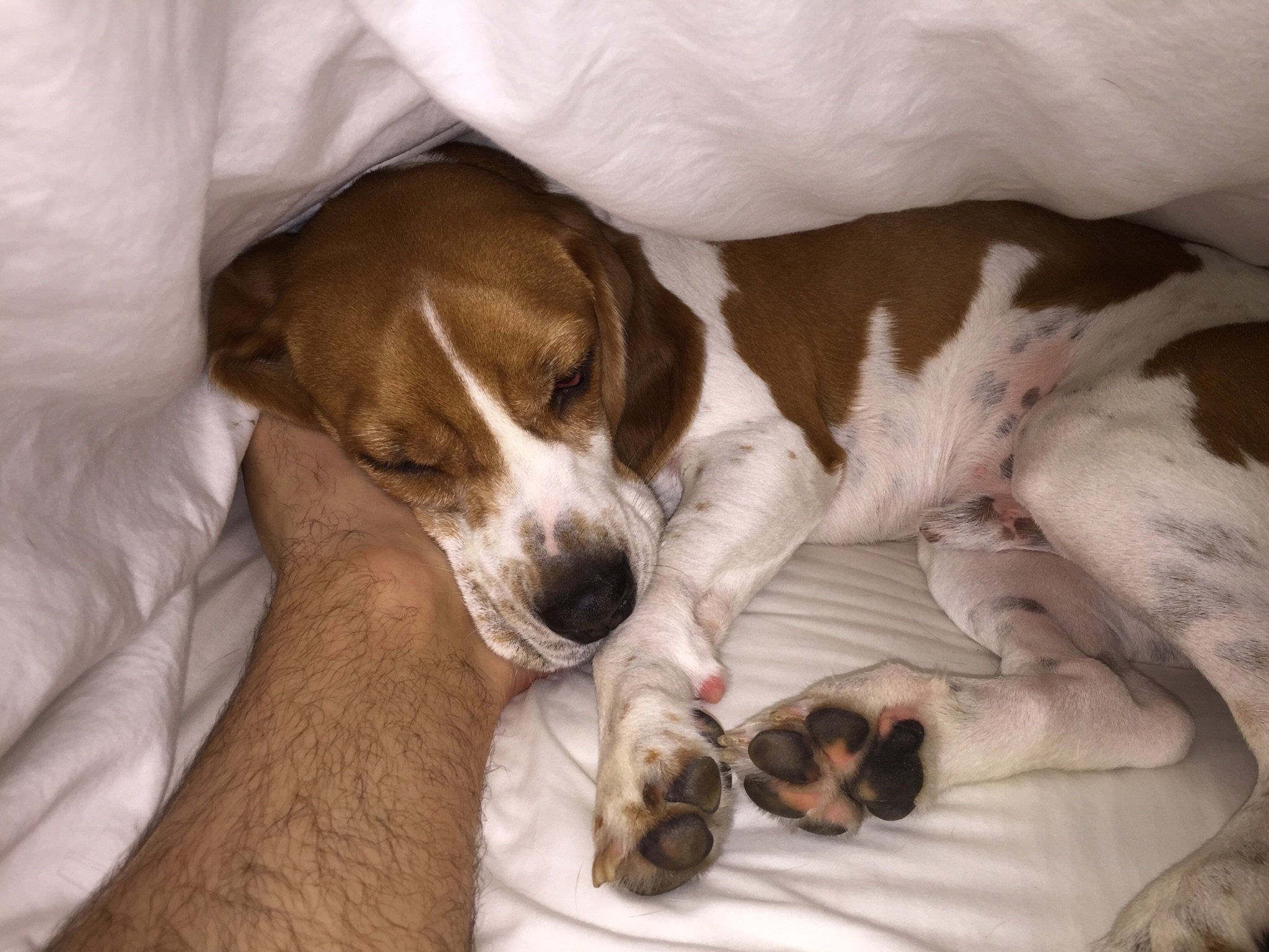 Beagles sleeping top under covers