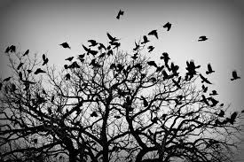 JenWitty23's tweet photo. @dishkitty @CountingCrows #crowmurder https://t.co/LQgmGh5qCF
