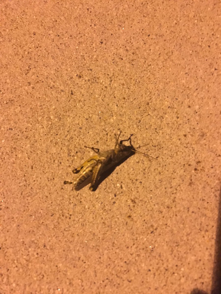 abbyblinker's tweet photo. Giant grasshopper on my way home. I think it's dead #fwclass https://t.co/7FQBtDhzH6