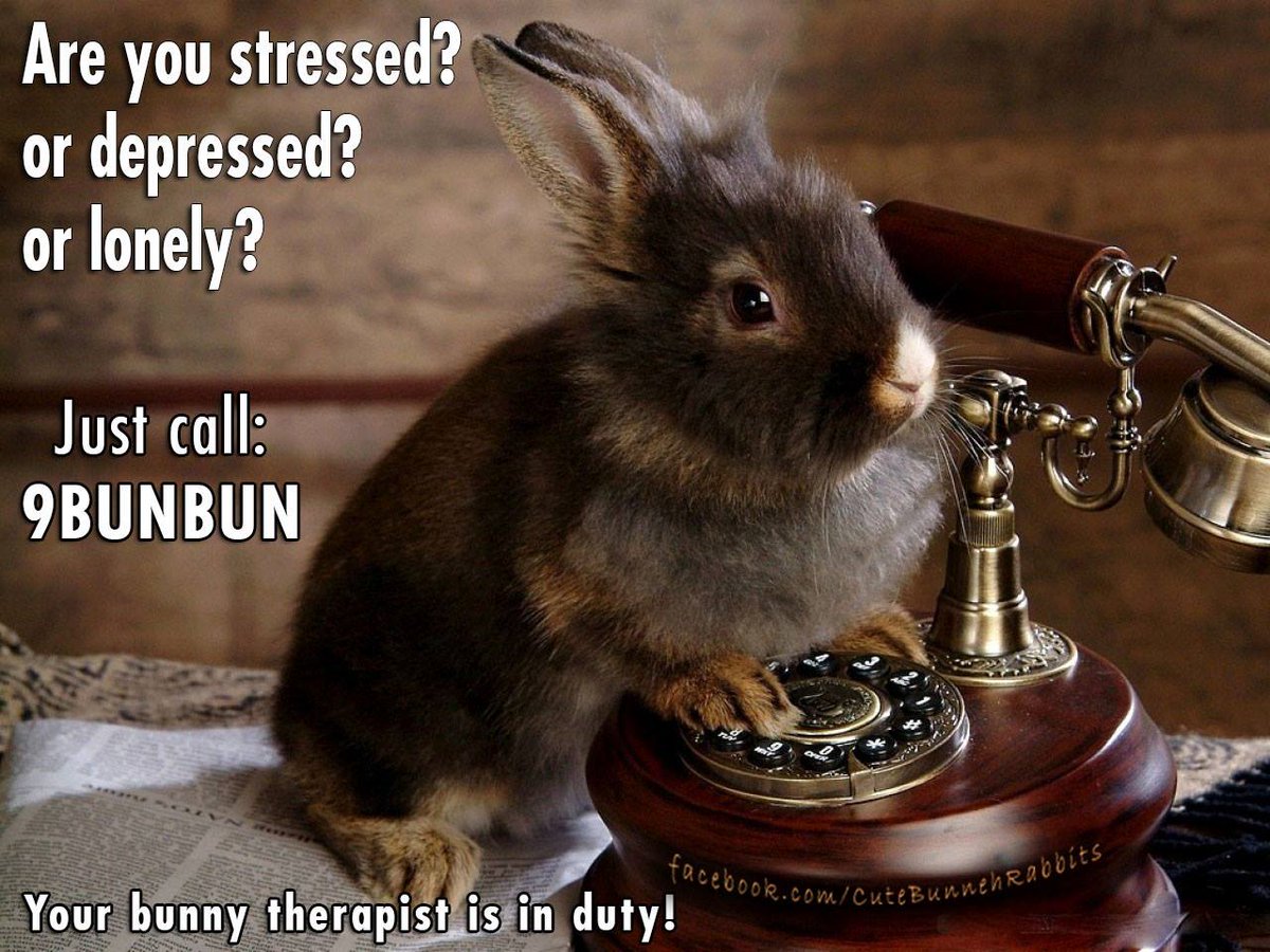 Depressed Rabbit Meme Depressed Bunny Memes
