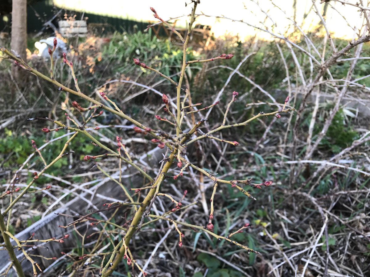 GardenRealm's tweet photo. I’m hoping for our first decent harvest from these #gooseberries and #blueberries this year #garden https://t.co/TFpPtuZFgt
