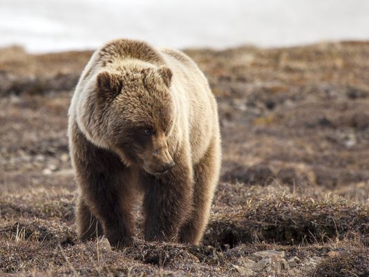BackpackersCom's tweet photo. @DenaliNPS celebrates it's 100 year anniversary! #Denali100 #FindYourPark
https://t.co/RnCkUDIIhM https://t.co/D89hNHR9SG