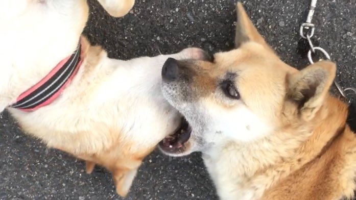 がくこ 犬の共食い がくこ 犬の共食い