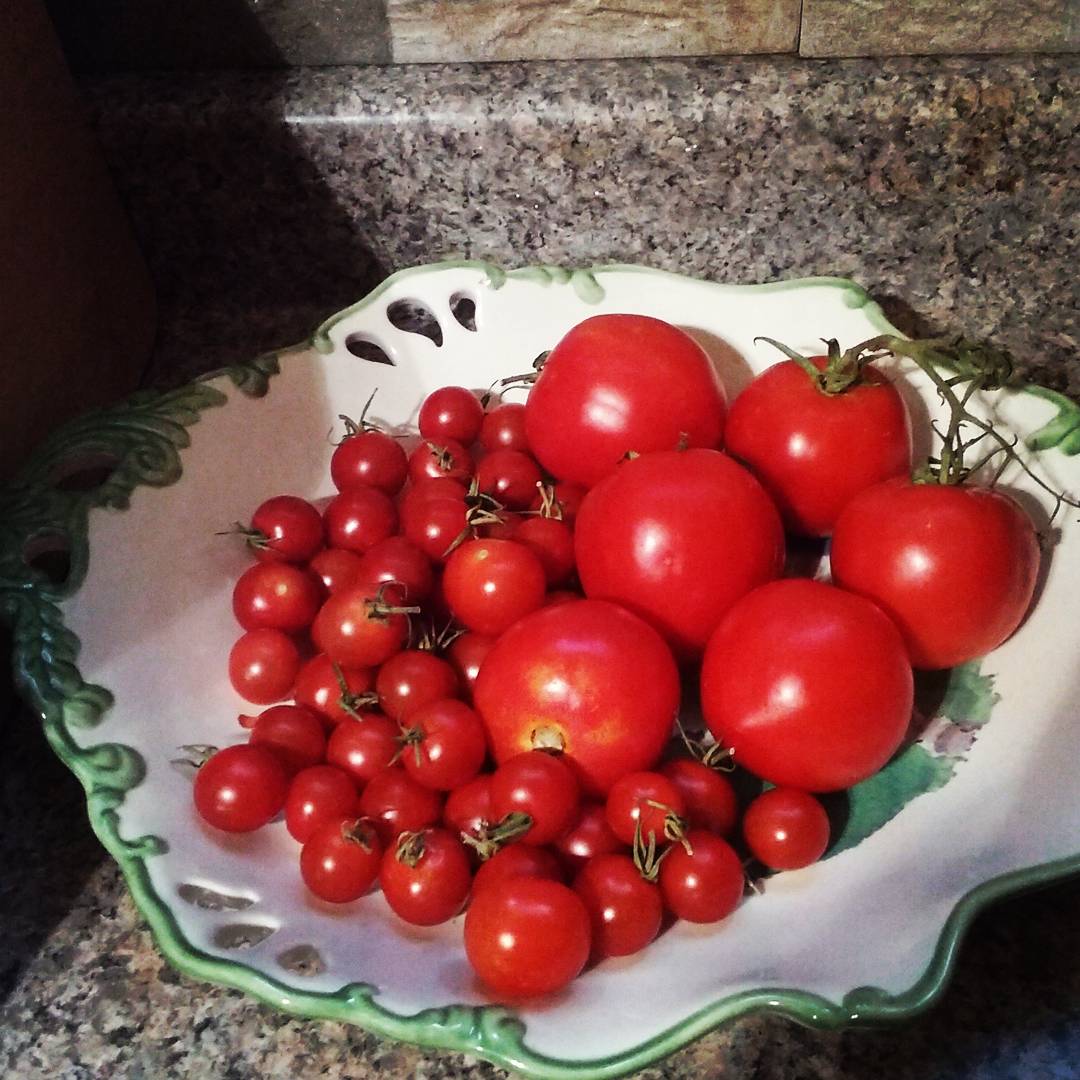 ZeroWasteLiving's tweet photo. Last #Tomatoes  of the #season. #gardenchat #gardening #zerowaste #zerowasteliving #vegan #growfoodnotlawns #banthecan #skipthebag #compost https://t.co/xAgO9wGPwE