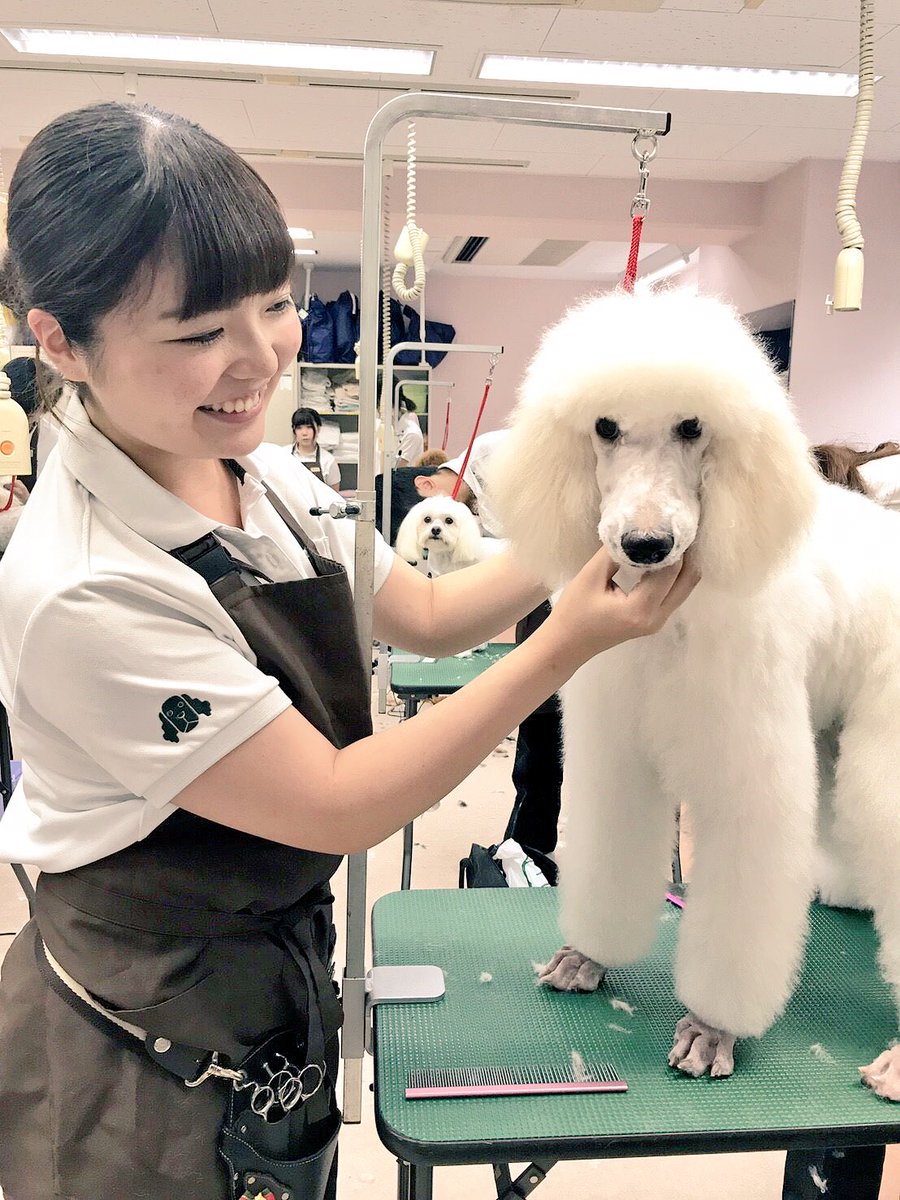 公式 大宮国際動物専門学校 En Twitter 美容実習ではオーナー様から愛犬をお預かりするモデル犬制度を取り入れています 毎日可愛いわんちゃんに会えるのが魅力 大宮国際動物専門学校 トリマー 犬 犬好きさんと繋がりたい Dog