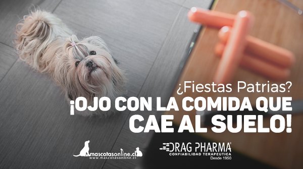 mascotas_online's tweet photo. Ten precaución con los alimentos que dejas a su alcance, algunos pueden ser tóxicos: https://t.co/ZKG4fwksGG https://t.co/muB1UfqX0k