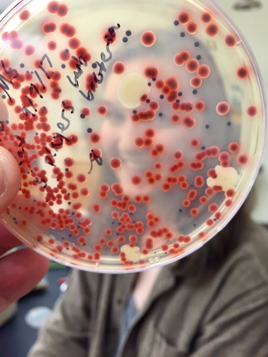 markowenmartin's tweet photo. More #LabHijinks with my #Bio350 #Micronauts. @univpugetsound @ASMicrobiology https://t.co/vwby5Tb69b