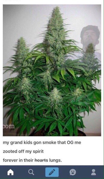 TheTimeIGotHigh's tweet photo. This makes me feel better about dying https://t.co/0wT232qxzP