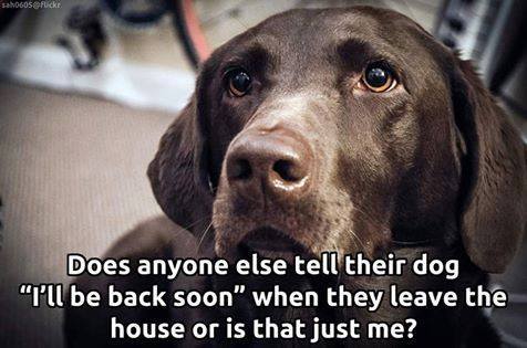 DogOwnersGlobal's tweet image. Yep, guilty!..... #dogs #dogsoftwitter