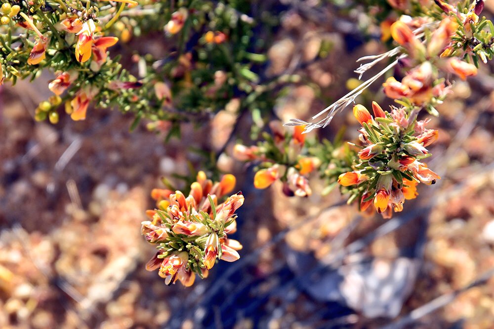 bilfulaAU's tweet photo. Australian native wildflowers on show. #ThePhotoHour #abcopen #mynikonlife #AussiePhoto1 
#StormHour #FloweryFriday https://t.co/xu3r5vVe6P