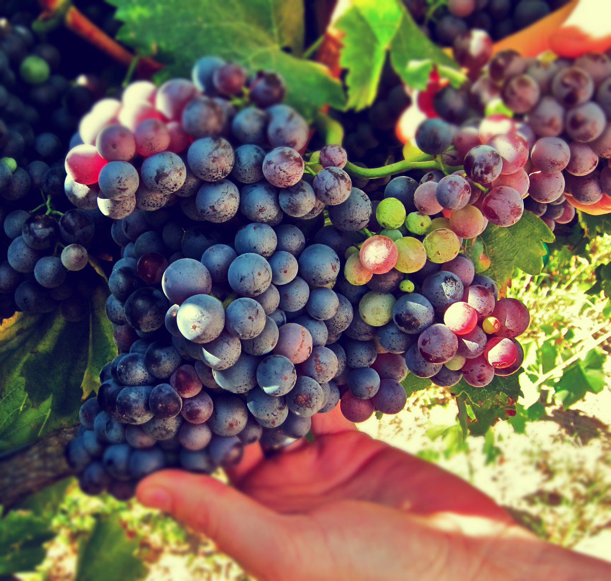 Grenache can survive in some of the driest spots in the wine world,raise a glass to the little battler on International #GrenacheDay #nzwine