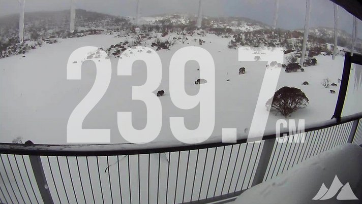 South Perisher tweet media