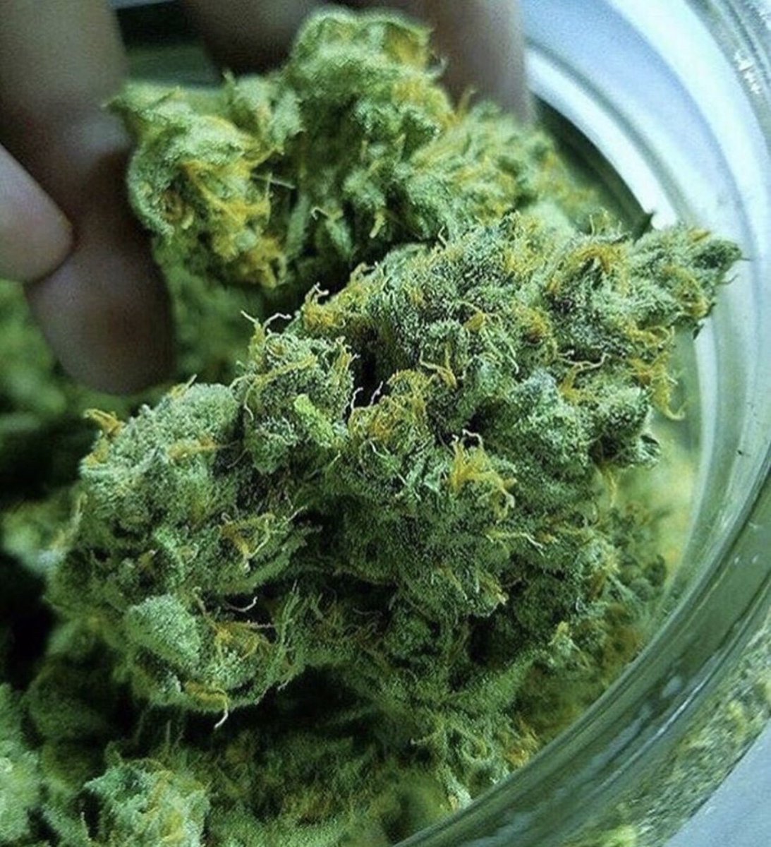 WeedLoversDaily's tweet photo. Lemon Kush 😍🍋 #weed #weedstagram #marijuana #weedporn #weedstagram420 #stoner #Beautiful #weedlife https://t.co/jshFIMkMjC