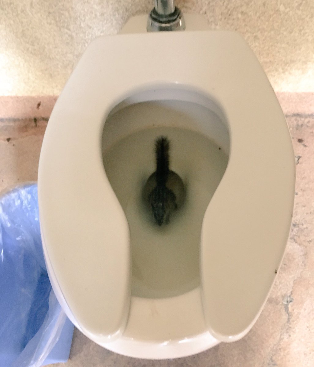 WeekendWomanWar's tweet image. Why you should ALWAYS check the campground toilet when peeing in the dark. #hikerchat #parkchat