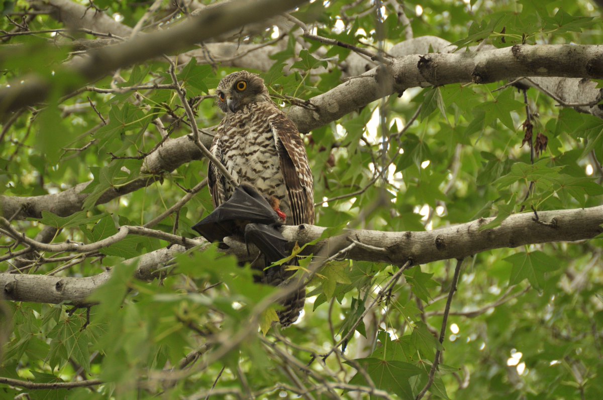 @naturenavigator @westernsydneyu Owl be watching with interest as the day's tweets come out