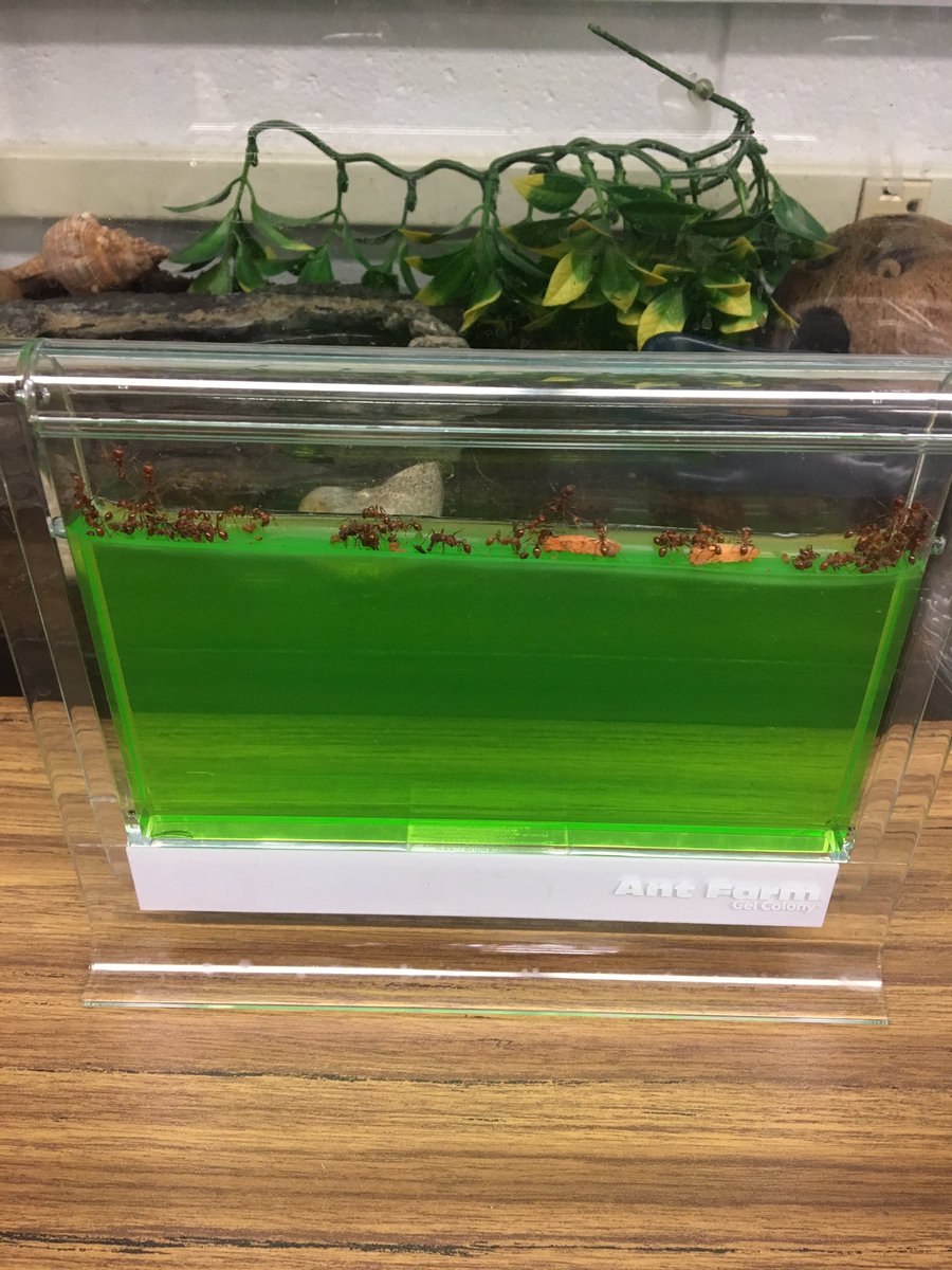 Look what came in the mail today! We can't wait to examine the changes that take place overnight in this gel colony... Stay tuned!