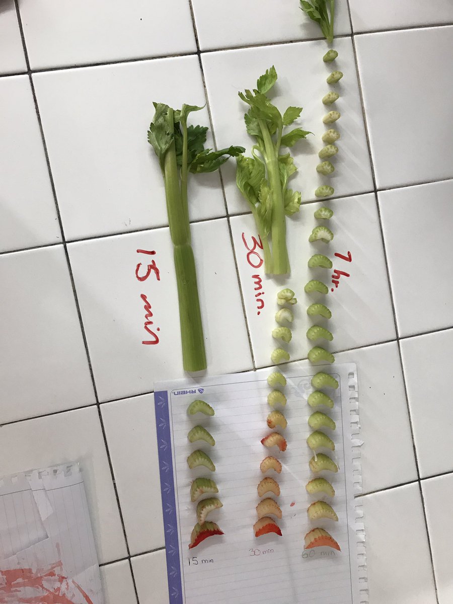 ArmandoIngCr7's tweet photo. @agorajavier @javierdealba4s Experimento de concentración de colorante y absorción de la planta del mismo. https://t.co/NppBqOVpbU