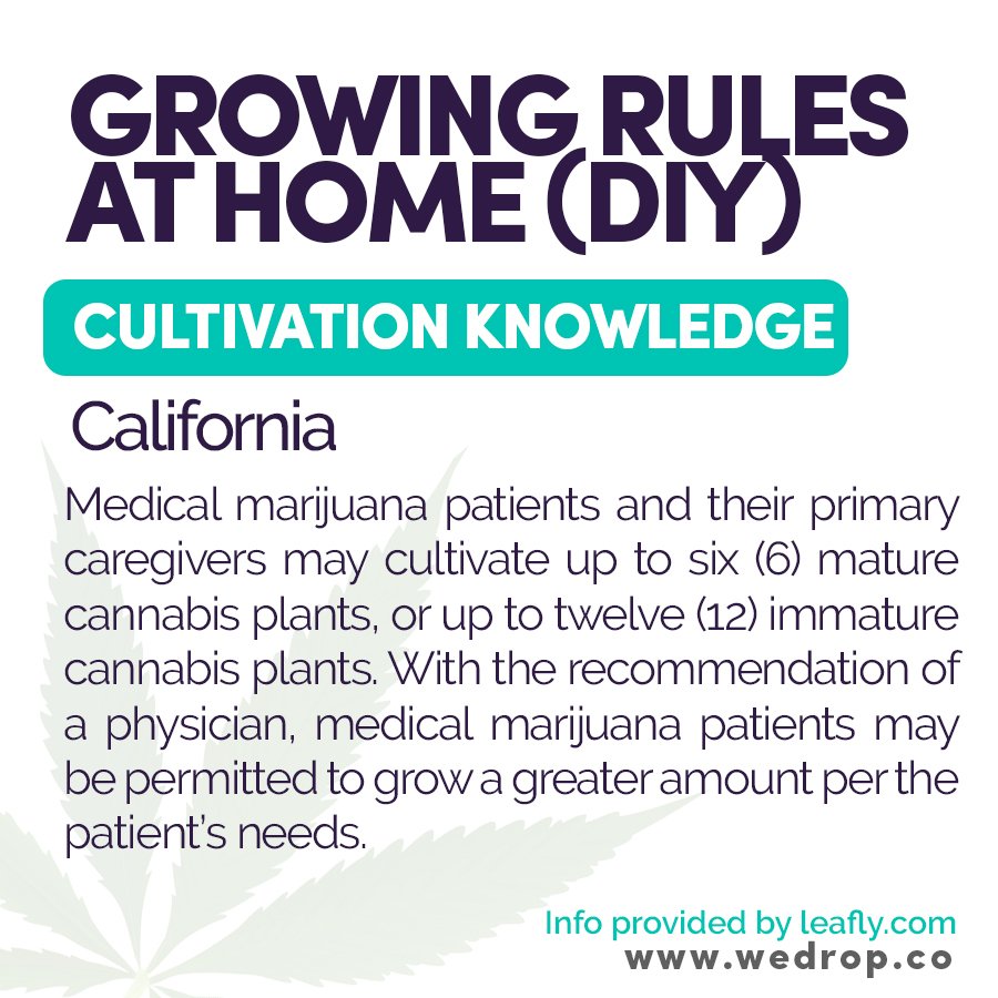 wedrop_co's tweet photo. #CultivationThursdays #KnowYourRights #BeInformed https://t.co/HaytwjXeAS