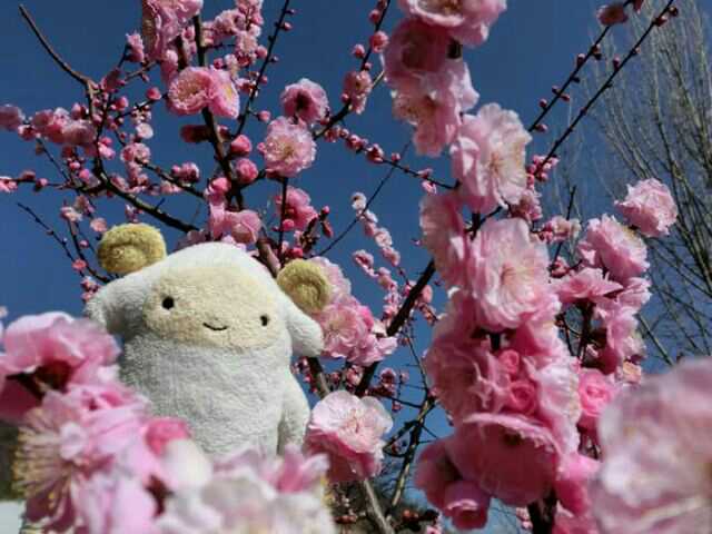 nuitori_fumo2's tweet photo. フモフモさんのふふを中心にぬい撮りをしています。よろしくお願いします。
#フモフモさん #ぬい撮り https://t.co/fBis36Yb2L