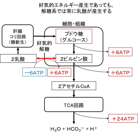 コリ 回路