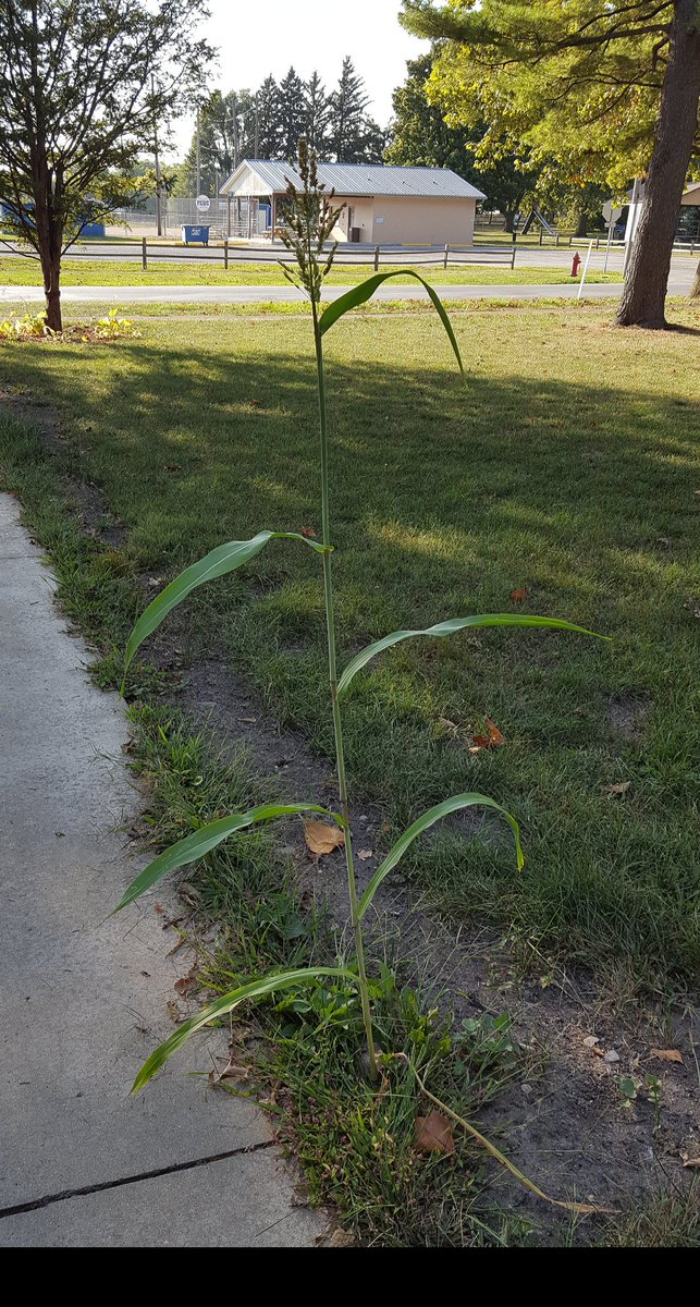 elliotta_64's tweet image. Corn stalk grew where Nick and I hosed off our detasseling shoes everyday. Brought work home w/ us!  #forreal #lovedetasseling #firstpull