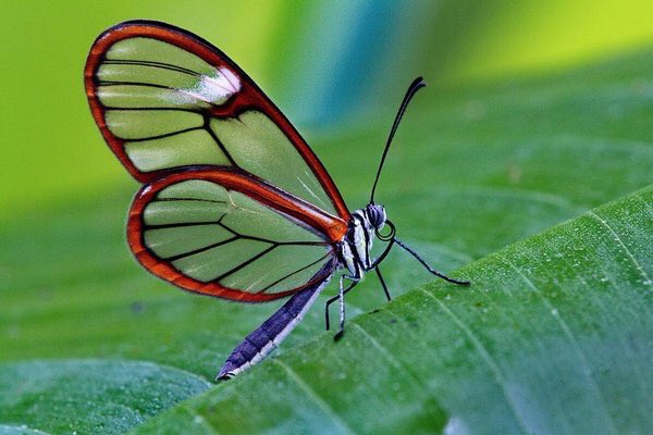 InfoMyT's tweet photo. Greta oto, llamada «mariposa de cristal» o «espejitos», es una bella especie endémica de América Central. https://t.co/VTBGIf3G2e