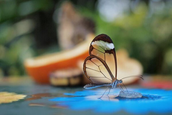 InfoMyT's tweet photo. Greta oto, llamada «mariposa de cristal» o «espejitos», es una bella especie endémica de América Central. https://t.co/VTBGIf3G2e