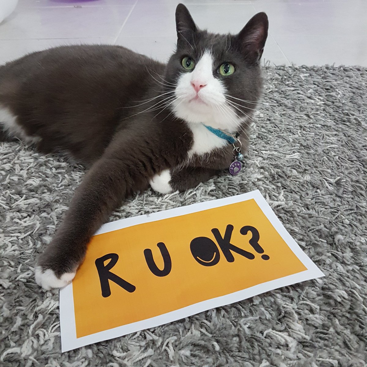 mr_tobykitty's tweet photo. 14th September, yesterday for us Aussie was R U OK? Day. Trust your gut instincts and reach out. Asking R U OK? Could be life changing. 💛💛💛 https://t.co/JxCIb1SdOh