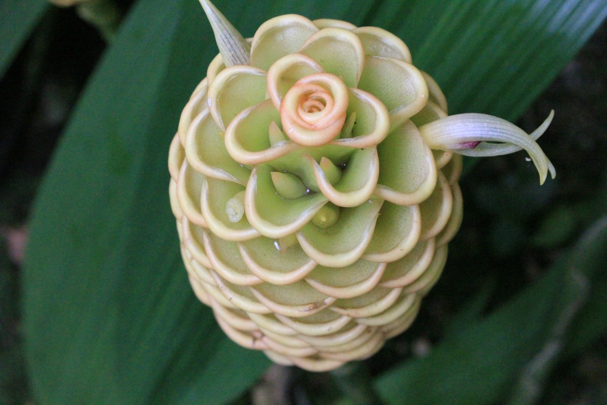 咲くやこの花館 على تويتر 熱帯雨林室にて なんだか不思議な姿をした植物があります ショウガ科の ジンジベル スペクタビレ です 花序が蜂の巣に似ることから ビーハイブジンジャー と呼ばれるそうです 上から見ると 可愛らしいお花にように見えて癒されます