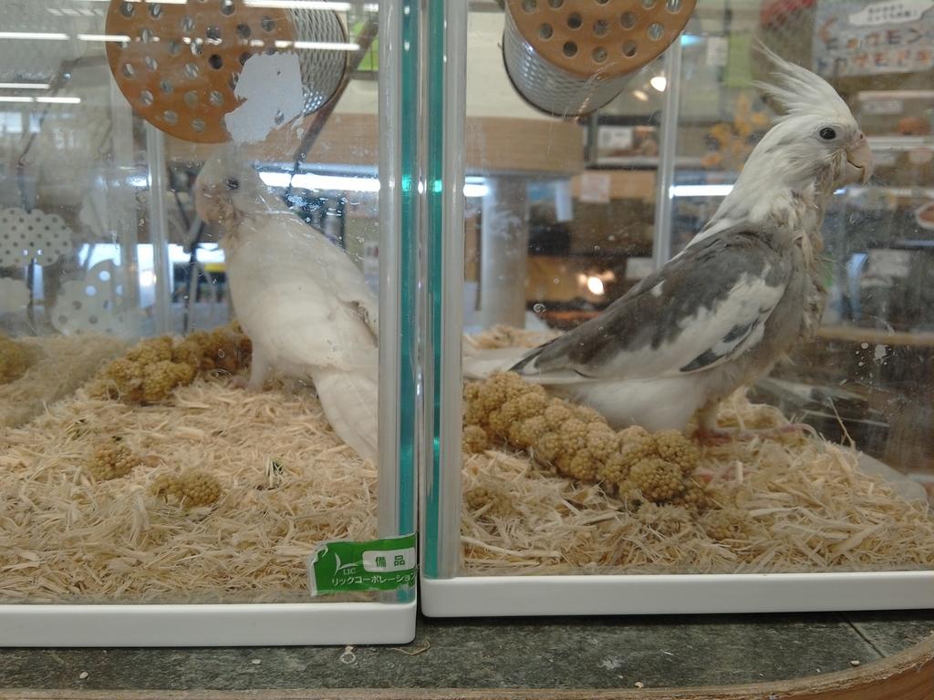 アミーゴ鳳店 オカメインコさんはたくさんのカラーがいます アルビノ ホワイトフェイス パール パイド ノーマル ルチノー 全部被ってないです 笑 オカメインコ 手のりインコ T Co 4f6zgqedvk Twitter