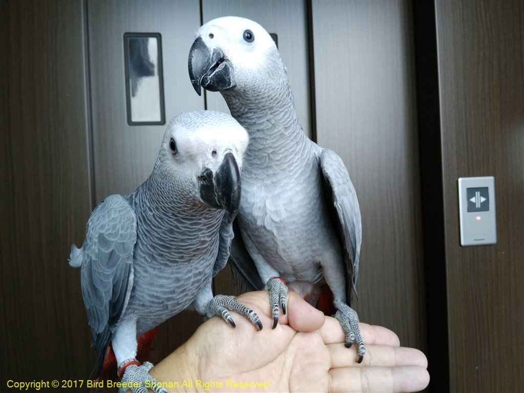 バードブリーダー湘南 撮影 ヨウム African Grey Parrot 販売中 ヨウムのホワイトとグレーの 画像 ヨウム ブリーダー 販売 神奈川県 藤沢市 Africangreyparrot 国際希少種野生動植物登録票番号 170 T Co Ugxidb5ljt バードブリーダー湘南 撮影 ヨウム African Grey Parrot 販売中 ヨウムのホワイトとグレーの 画像 ヨウム ブリーダー 販売 神奈川県 藤沢市 Africangreyparrot 国際希少種野生動植物登録票番号 170 T Co Ugxidb5ljt