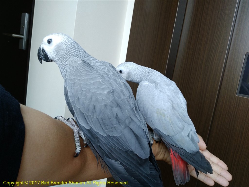 バードブリーダー湘南 撮影 ヨウム African Grey Parrot 販売中 ヨウムのホワイトとグレーの 画像 ヨウム ブリーダー 販売 神奈川県 藤沢市 Africangreyparrot 国際希少種野生動植物登録票番号 170 T Co Ugxidb5ljt バードブリーダー湘南 撮影 ヨウム African Grey Parrot 販売中 ヨウムのホワイトとグレーの 画像 ヨウム ブリーダー 販売 神奈川県 藤沢市 Africangreyparrot 国際希少種野生動植物登録票番号 170 T Co Ugxidb5ljt