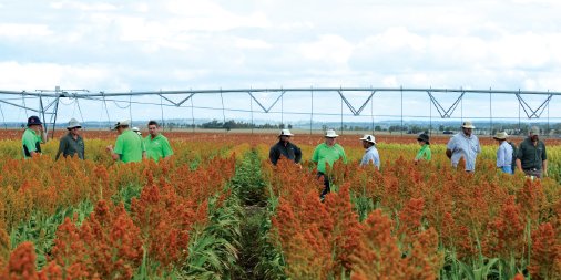 Our new #sorghum varieties have been developed with #Aussie genetics to perform in Australian conditions.
bit.ly/2nQvbyG