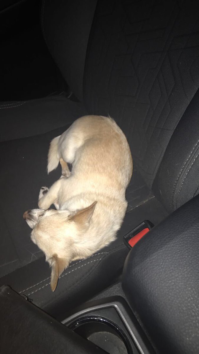laurathrush's tweet photo. I always turn on the passenger side seat warmer for Minnie when it's cold because priorities 😇 https://t.co/w9DuerfpuA