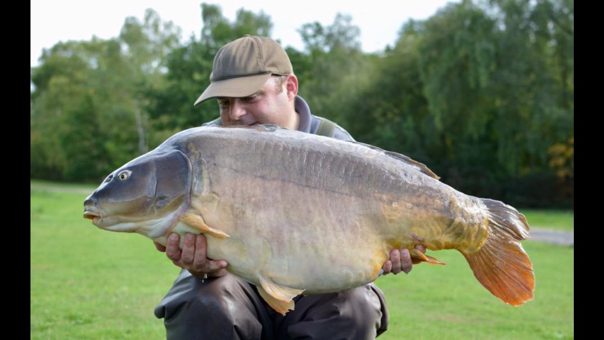 ClintBullo's tweet photo. 48lb8oz common from 7 fish at welly this week and this mirror at over 52lb and this last over 53lb #essentialbaits #uk50lbers #bigcarp https://t.co/hDIa8CzA5a