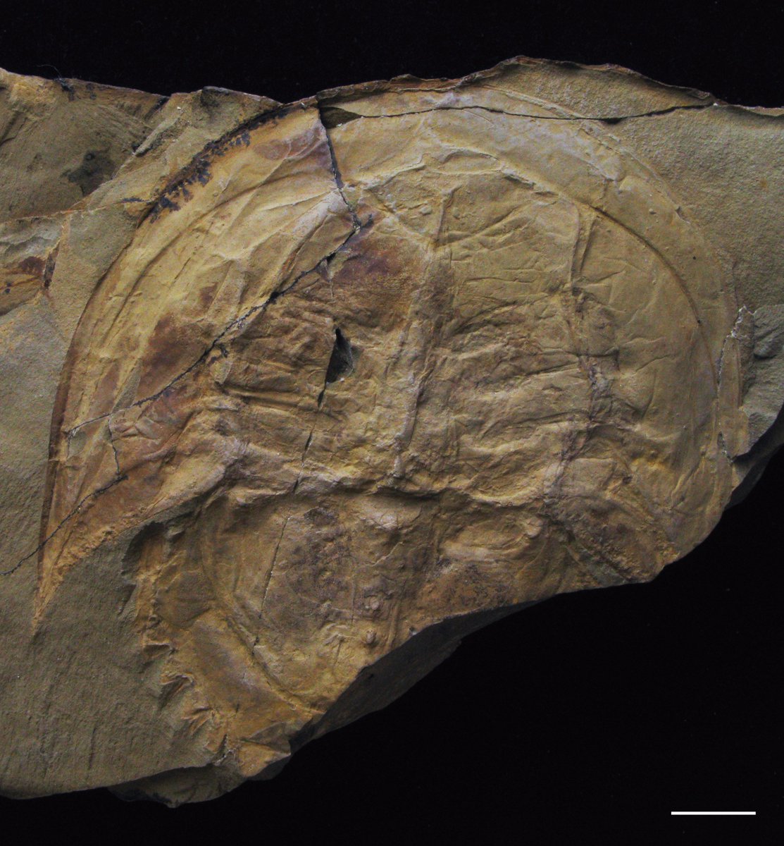 MV Palaeontology tweet media
