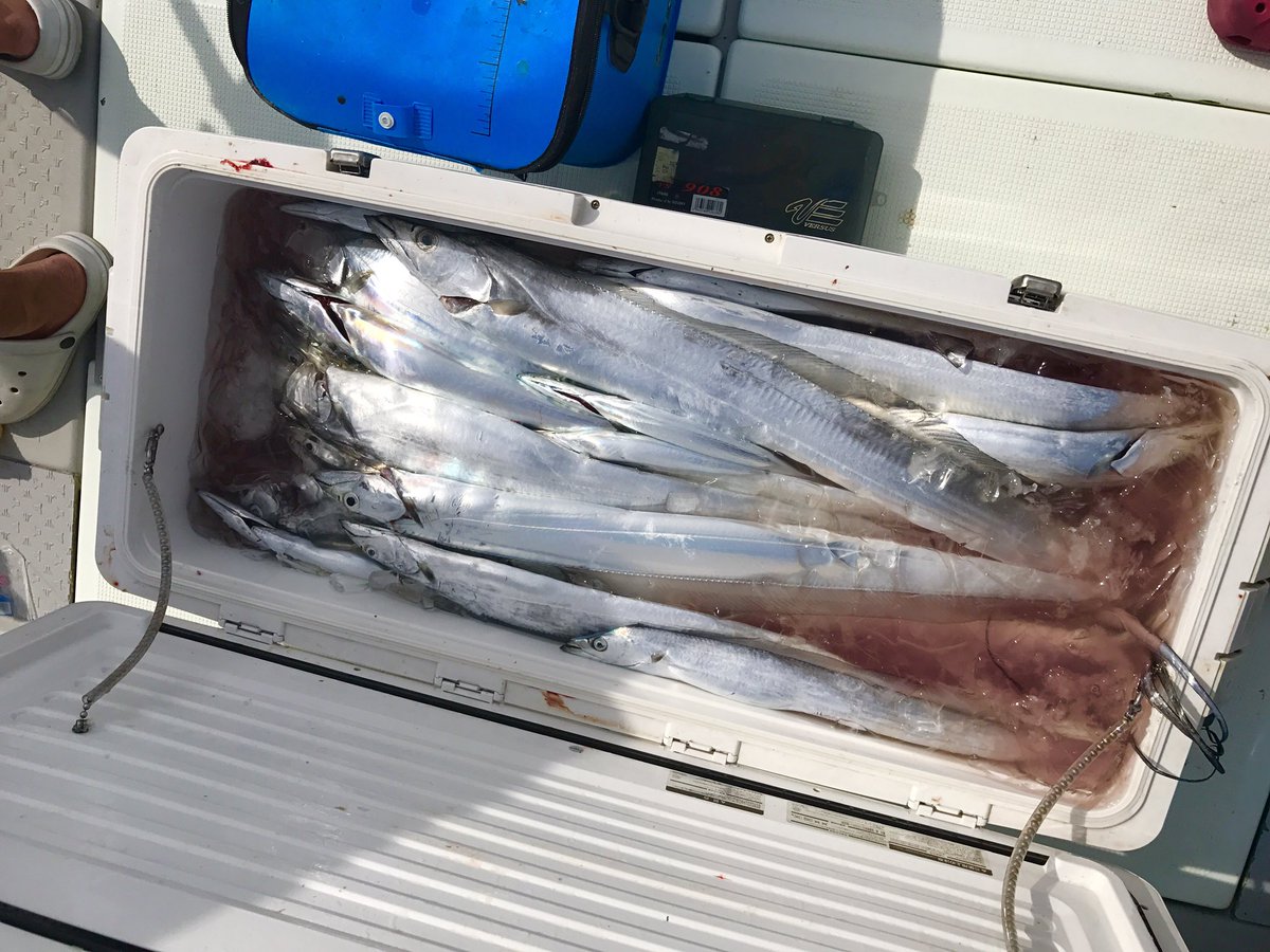 Ktfchia's tweet photo. 太刀魚🎣大量🌈 https://t.co/CHGxqpbuqS