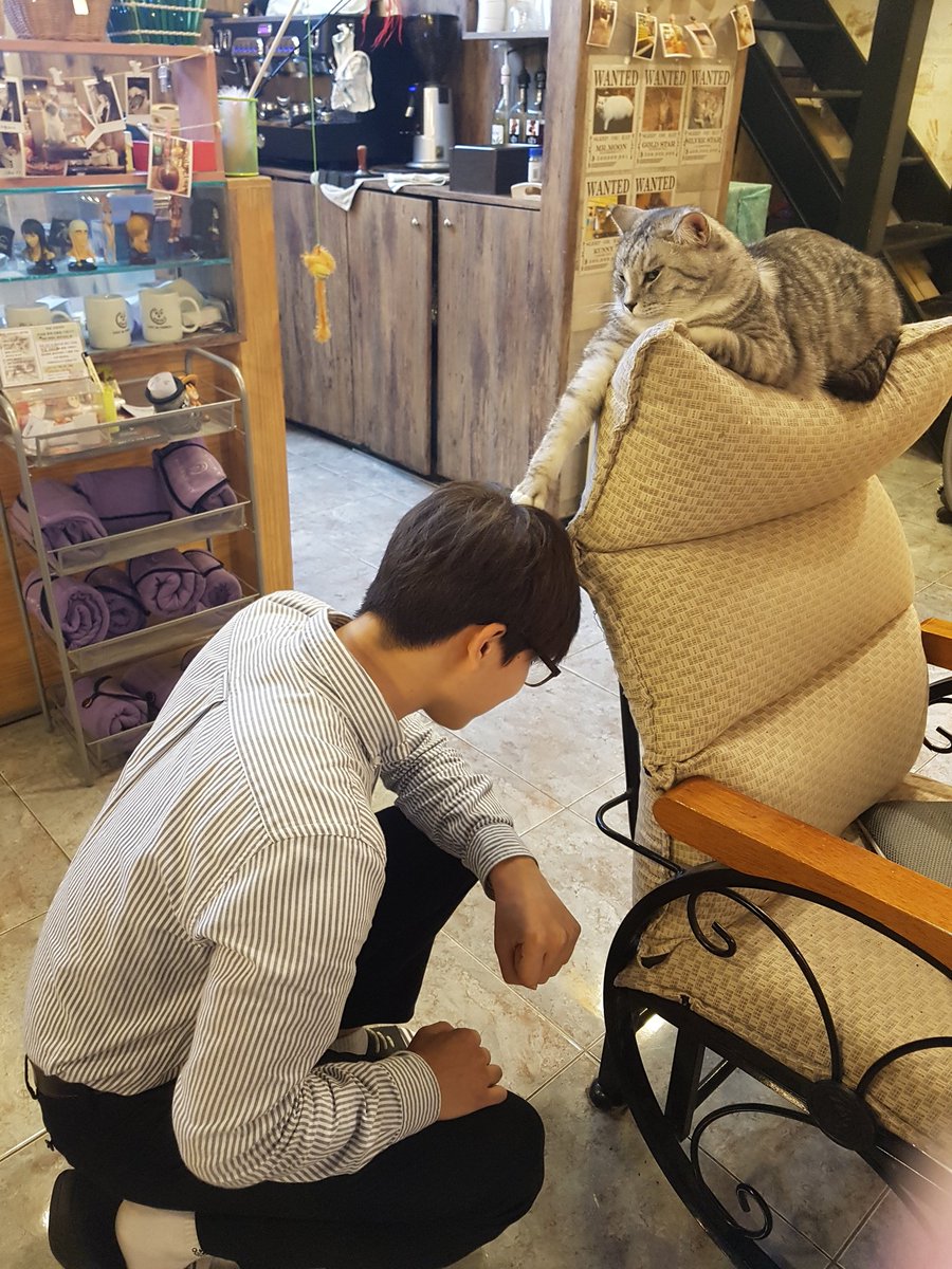 Ceui's tweet image. 고양이한테 간택받음