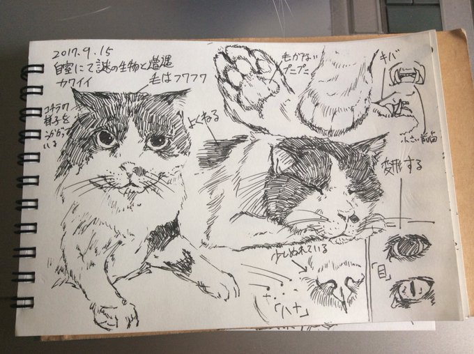 人類で初めて猫を見た人の観察記録1 