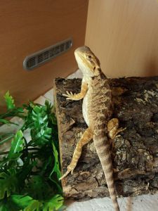 pogonas's tweet photo. vu sur : Le pogona vitticeps
How to tame and handle bearded dragons, as well as read body language. A must-re... - ... https://t.co/YIZFG3kSvZ