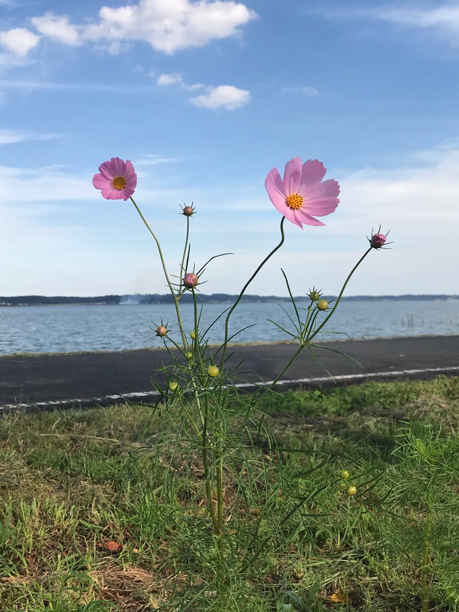 おみたん 公式 茨城県小美玉市 お天気が良かったから小美玉市にある大井戸湖岸公園に行ってきたよ 春は桜 が咲いてキレイだけど いまはコスモスが咲いていたよ 明日からはお天気が悪いけど 晴れた日にピクニック計画してみるのもいいかも おみたん 公式 茨城県小美玉市 お天気が良かったから小美玉市にある大井戸湖岸公園に行ってきたよ 春は桜 が咲いてキレイだけど いまはコスモスが咲いていたよ 明日からはお天気が悪いけど 晴れた日にピクニック計画してみるのもいいかも