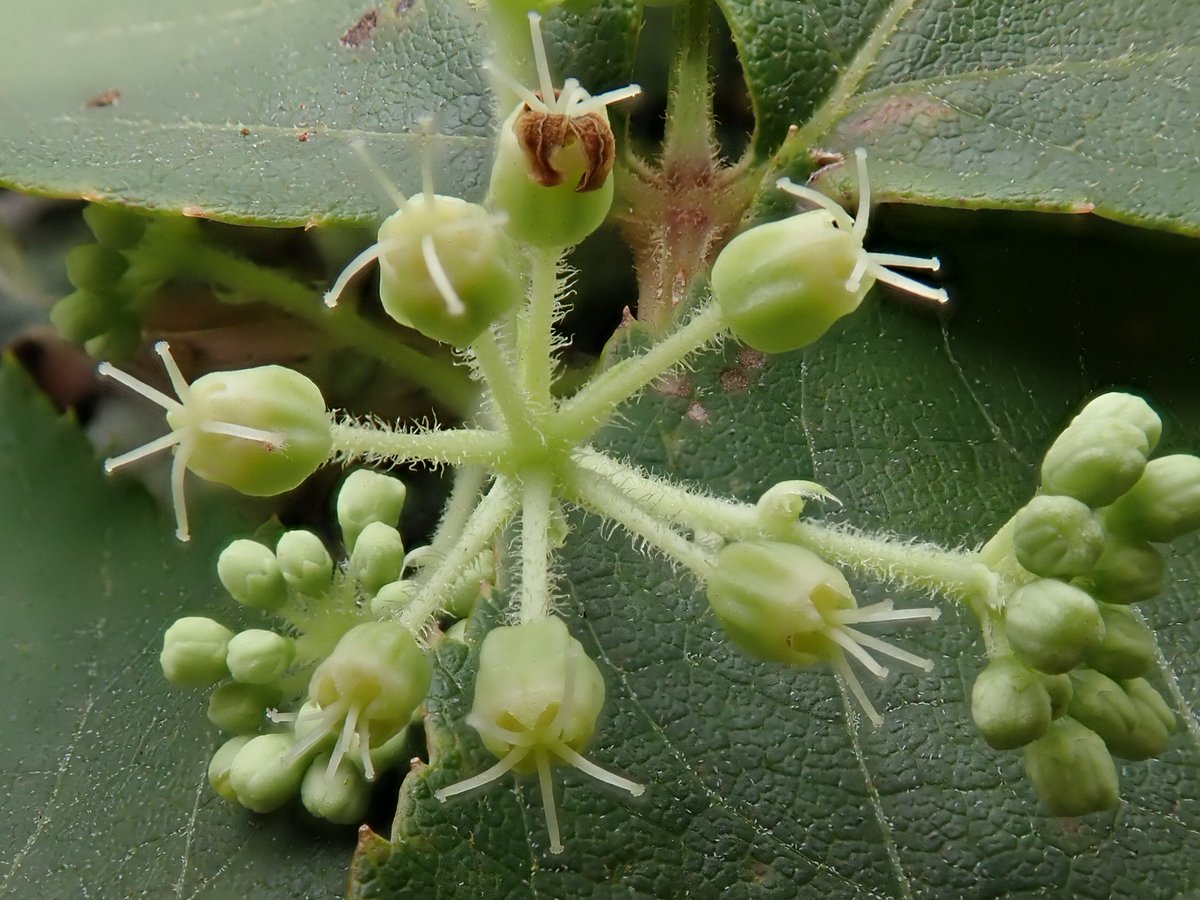 タラノキの花