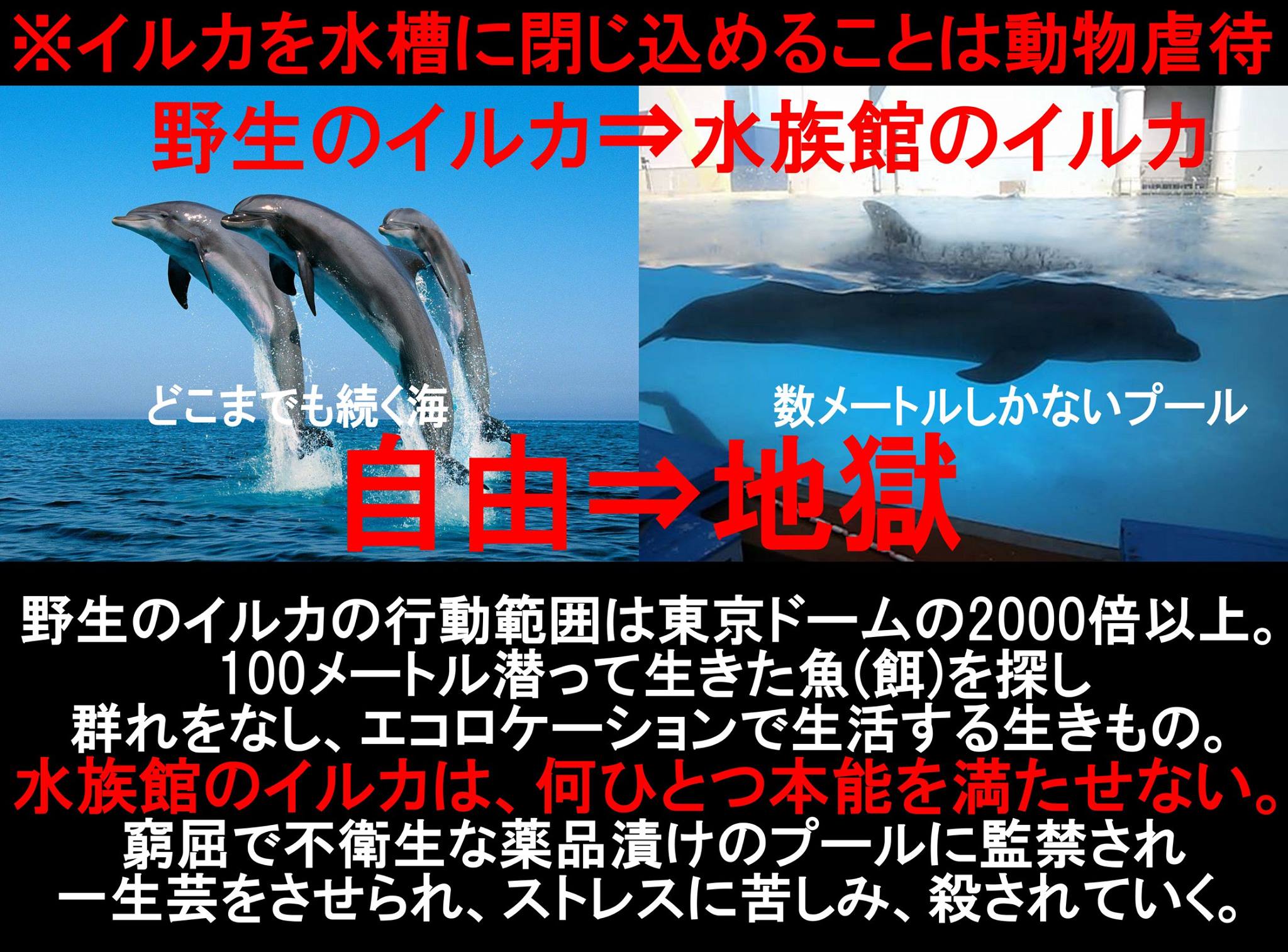 ベジ漫画 Natsumi A Tuwita Cure X 0913 何故 人間だけが特別で 夢を追うことが許されるのに イルカは家族から拉致されて 水槽に監禁され 人間の夢とやらに一生付き合わされなければいけないのですか 家族を目の前で殺されるイルカもいます その苦痛を