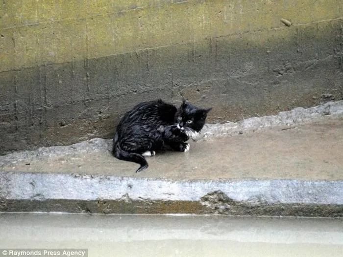 Кот спас котенка. Несчастный кот. Несчастный Бездомный котенок.