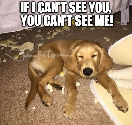 JohnnyBetFans's tweet image. de.johnnybet.com/schweiz-ungarn… #cannotsee #puppy #cute #itwasnotme #funnyanimals