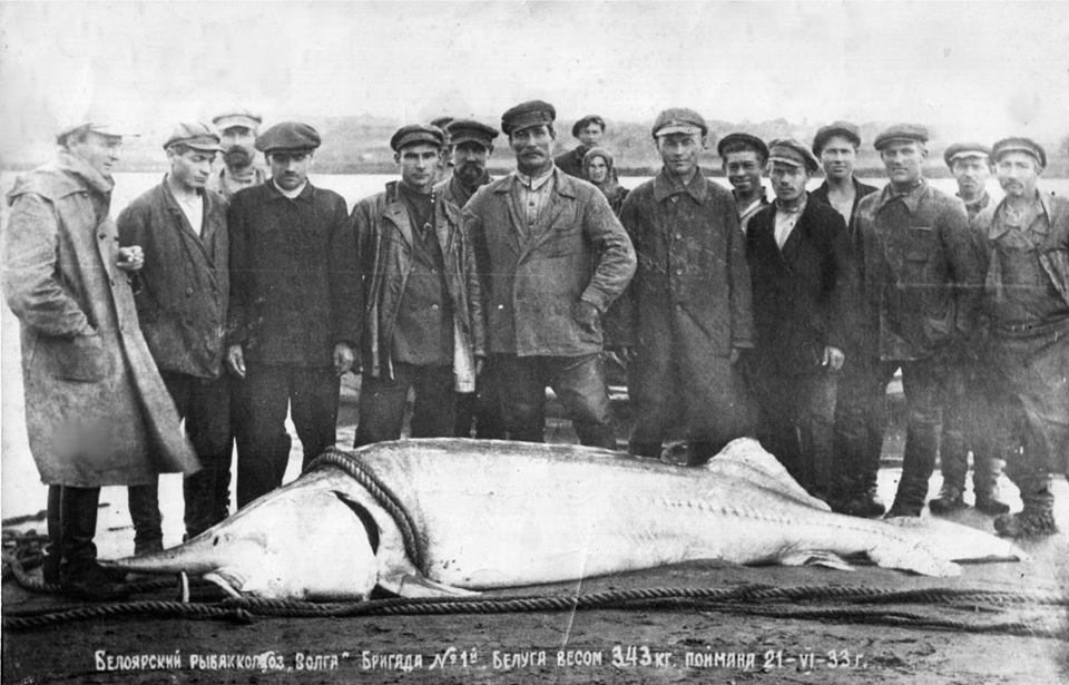 Белуга в 343 у Белого Яря. История знаменитого фото от «Приволжской Правды» (Чердаклы) ulpressa.ru/OrkOyRF